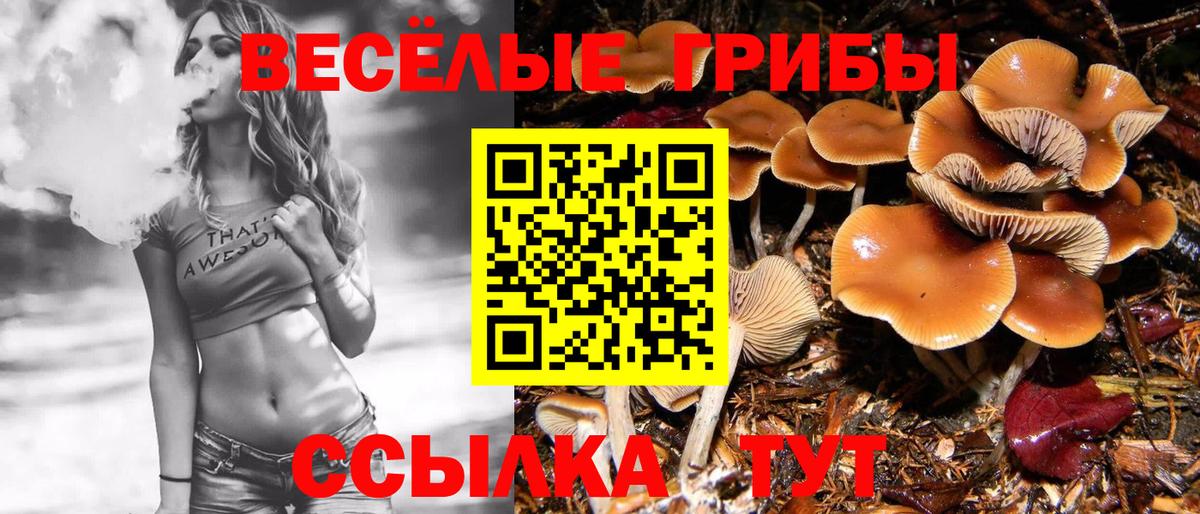 Псилоцибиновые грибы Cubensis Надым